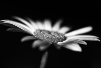 A low key black and white macro photograph of a late season daisy in Autumn.