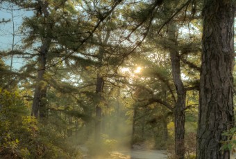In this HDR Pinelands photograph, early morning rays pierce through the tree line illuminating an eastward path through the pines