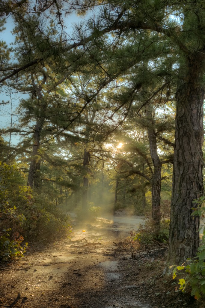 In this HDR Pinelands photograph, early morning rays pierce through the tree line illuminating an eastward path through the pines