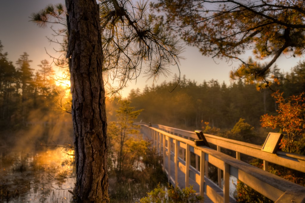 An HDR photograph of a boggy cedar swamp taken in the heart of the Pinelands just after dawn during golden hour