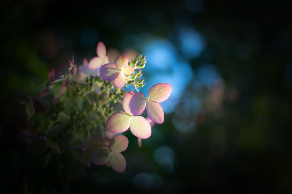 A low key photograph of a late season pastel colored quick fire hydrangea backdropped by dark tones and smooth bokeh