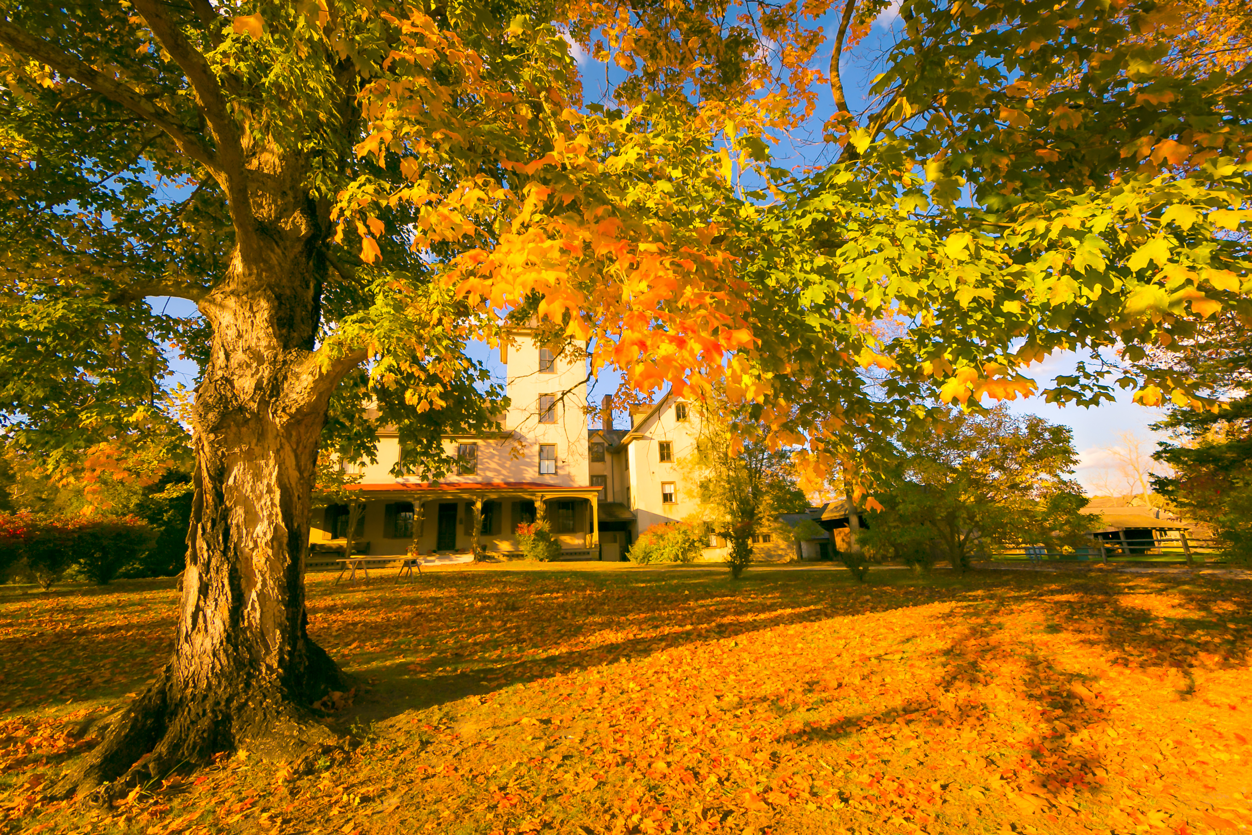 A golden hour HDR photograph of the Batsto Village Mansion framed behind a large maple tree ablaze in Fall color orange leaves