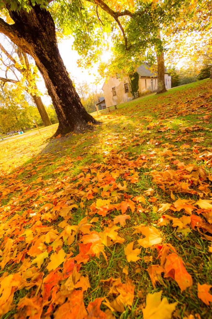 A portrait orientation golden hour photograph of lush grass littered with orange and yellow maple leaves. The blown out sky and soft yellow glow create an ethereal, shire like feel for the viewer