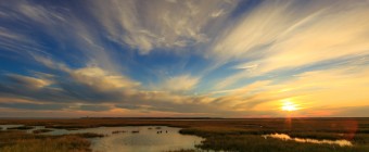 Cirrus clouds tinted gold brush the whole of the sky in this late Fall marsh landscape photograph with soft tones easing and subduing the viewer's eye.