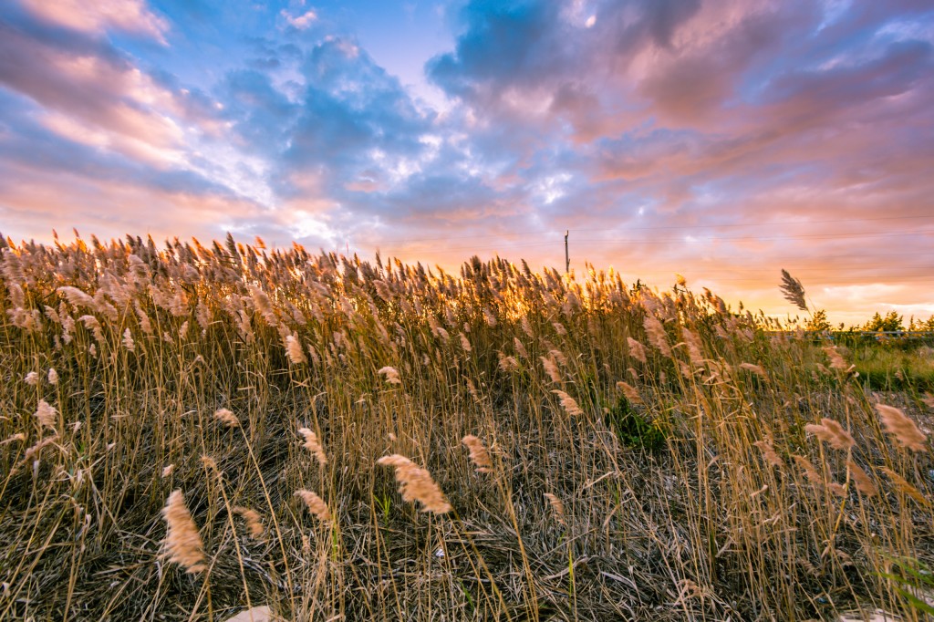 Windswept marsh grass is photographed with late afternoon sun backlighting pastel clouds of blue, pink and yellow bringing the seeds to life with golden color. 