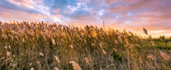 Windswept marsh grass is photographed with late afternoon sun backlighting pastel clouds of blue, pink and yellow bringing the seeds to life with golden color.