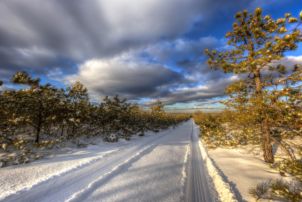 Golden hour in the snow; as seen from the New Jersey Pinelands' Pygmy Pine forest. Fresh tire tracks and stunted pitch pine trees are illuminated by sunlight and marked with snow in this landscape HDR photograph. 