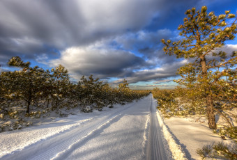 Golden hour in the snow; as seen from the New Jersey Pinelands' Pygmy Pine forest. Fresh tire tracks and stunted pitch pine trees are illuminated by sunlight and marked with snow in this landscape HDR photograph.