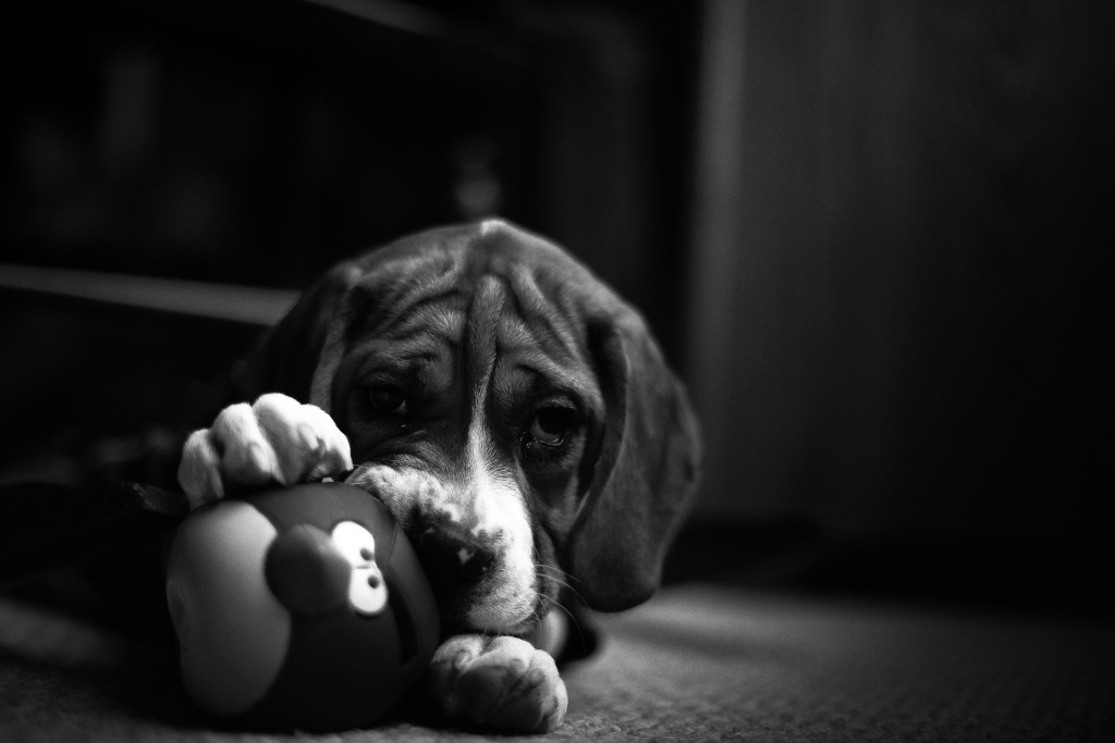 An adorable low key black and white portrait photograph of a Beagle-British Bulldog puppy mix named Mack, with a red 'Angry Birds' squeak toy between his paws. 
