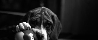 An adorable low key black and white portrait photograph of a Beagle-British Bulldog puppy mix named Mack, with a red 'Angry Birds' squeak toy between his paws.