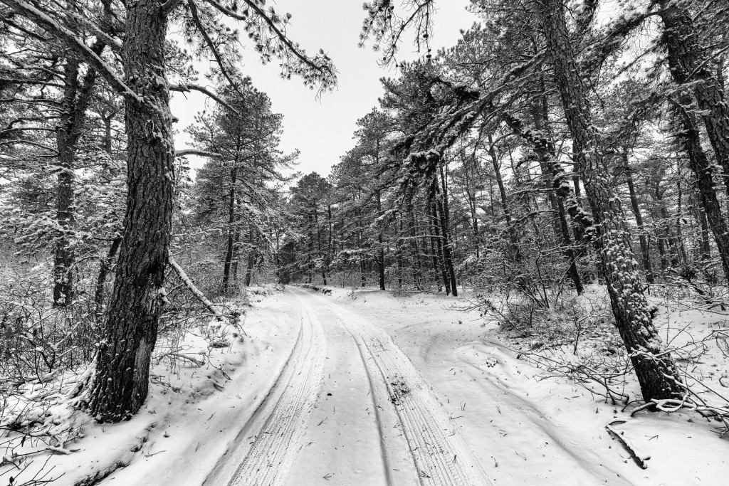 Nestled in the heart of the New Jersey Pinelands. fresh snow blankets the fire trails and pine trees of Greenwood Forest Wildlife Management Area in this black and white wide angle photograph. 