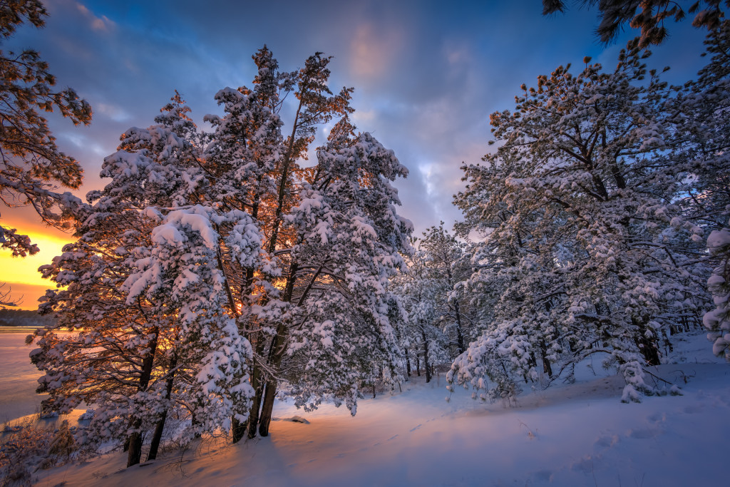 An HDR photograph of winter in the Pinelands: fresh fallen snow, numerous pitch pines, footprints and lively golden light make the scene