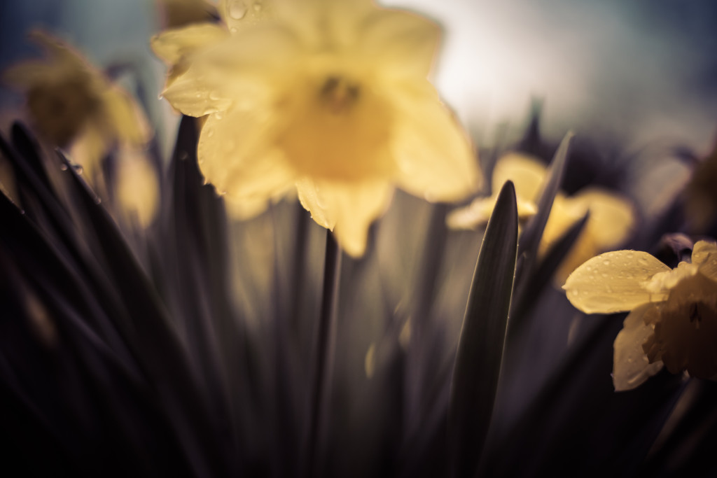 50mm shallow depth of field photograph of rain soaked daffodils