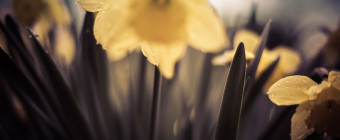 50mm shallow depth of field photograph of rain soaked daffodils