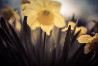 50mm shallow depth of field photograph of rain soaked daffodils