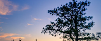 Portrait orientation HDR photograph of NJ Pinelands pygmy pine trees at blue hour