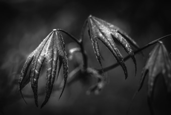 Black and white abstract macro photograph of a Japanese Maple that looks like a flying dragon