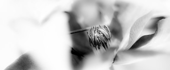 High key black and white macro photograph of a clematis flower