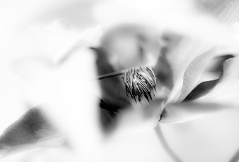 High key black and white macro photograph of a clematis flower