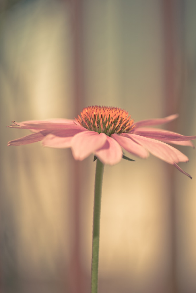 Vertical orientated shallow depth of field purple coneflower macro