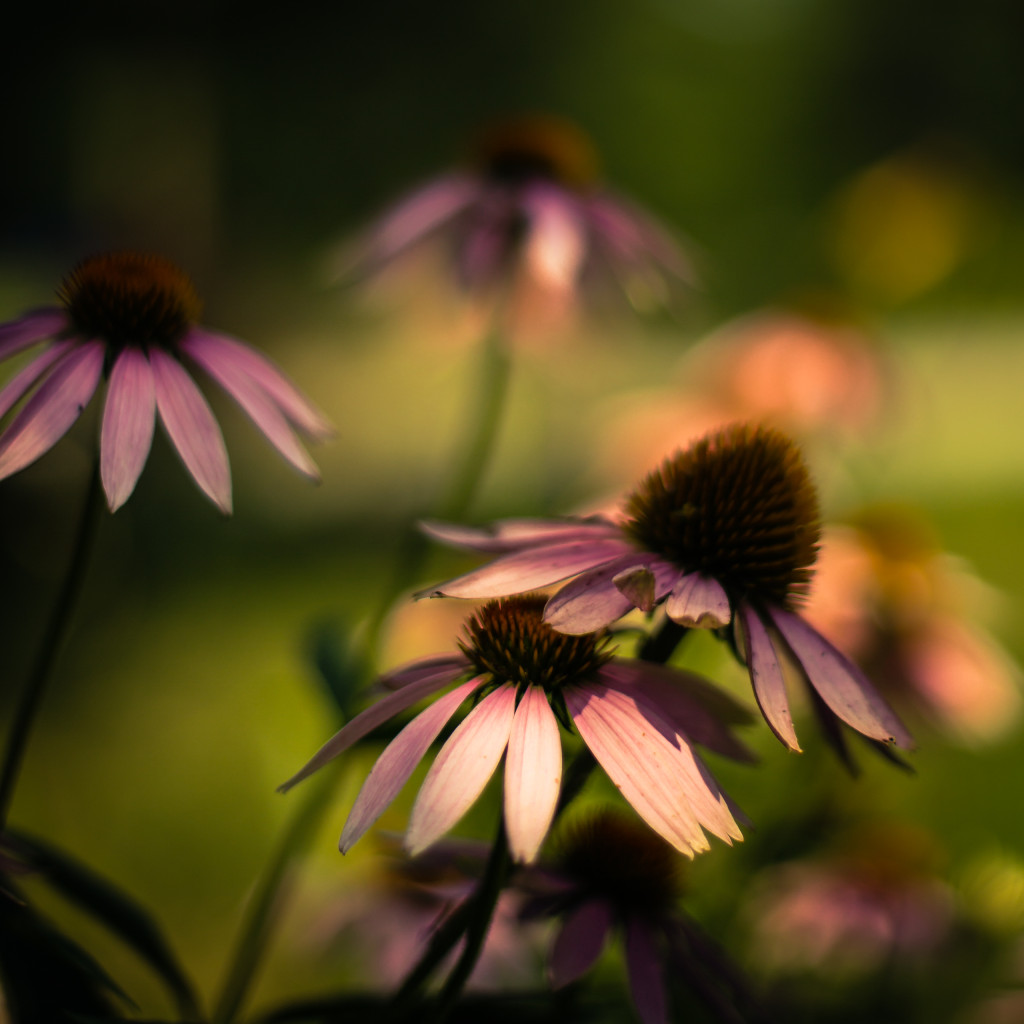 Square format photograph of cross processed purple coneflowers with rich bokeh and shallow depth of field