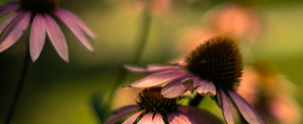 Square format photograph of cross processed purple coneflowers with rich bokeh and shallow depth of field
