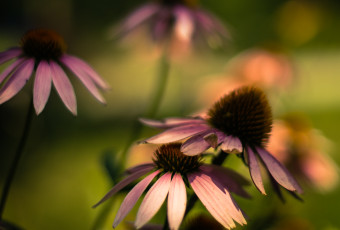 Square format photograph of cross processed purple coneflowers with rich bokeh and shallow depth of field