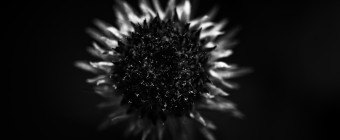 Low key abstract black and white macro photograph of a purple coneflower