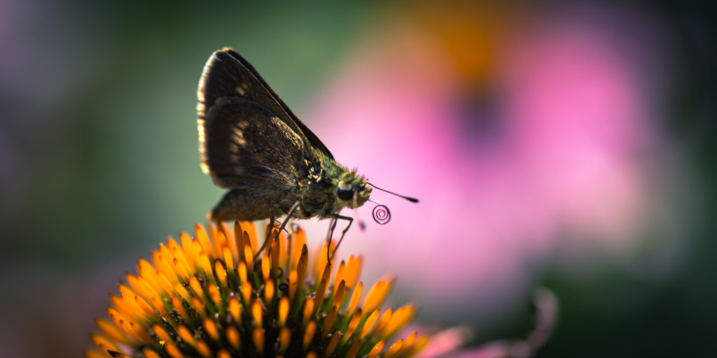 Macro photograph of a silver-spotted skipper butterfly atop a purple coneflower with a coiled proboscis