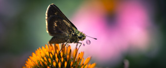 Macro photograph of a silver-spotted skipper butterfly atop a purple coneflower with a coiled proboscis