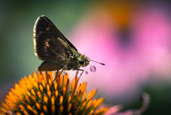 Macro photograph of a silver-spotted skipper butterfly atop a purple coneflower with a coiled proboscis