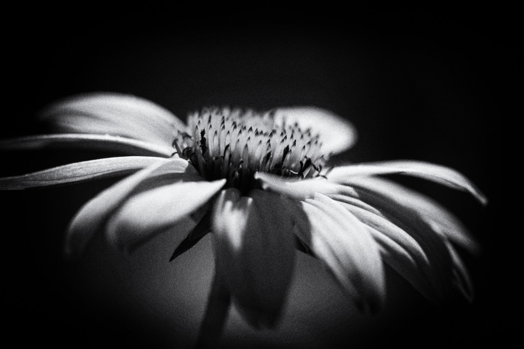 100mm black and white macro photograph of a purple coneflower