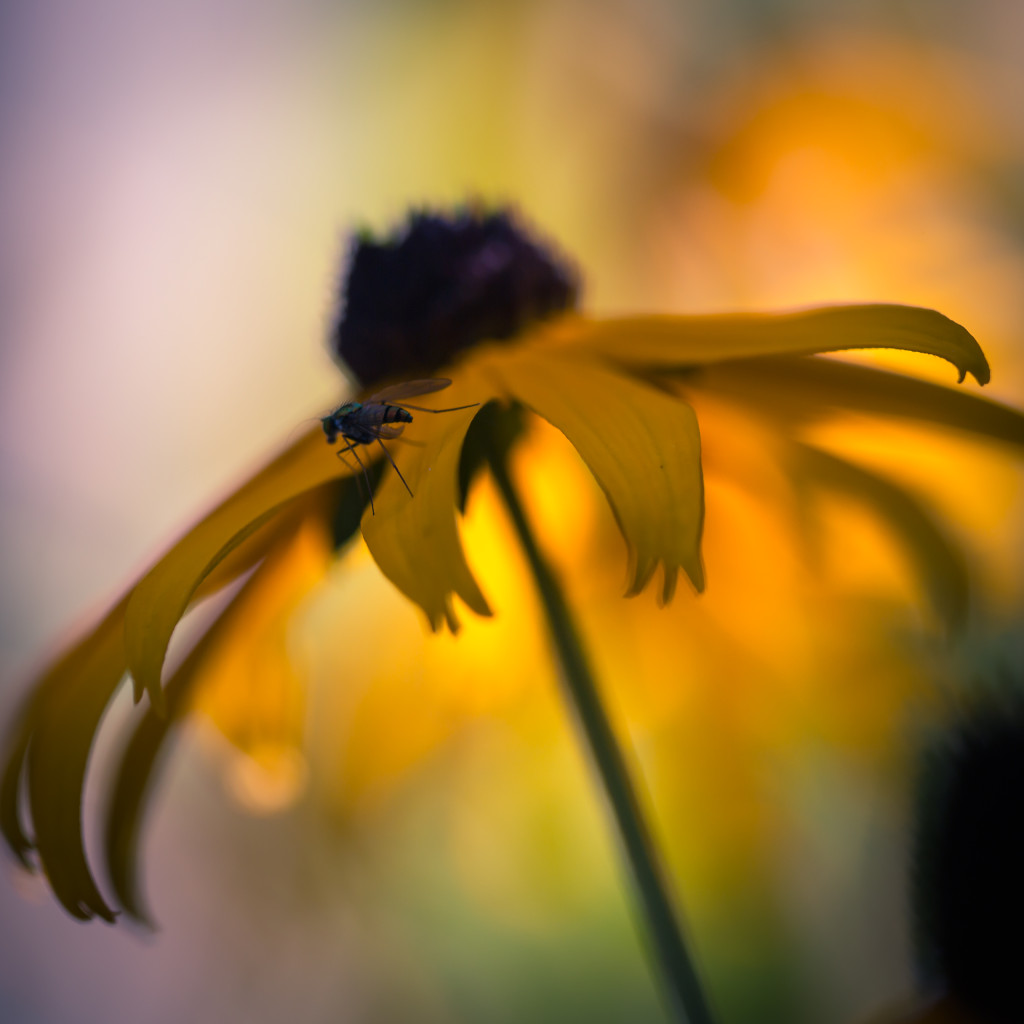 Square format macro photograph of a Black-eyed Susan and a fly