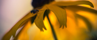 Square format macro photograph of a Black-eyed Susan and a fly