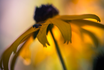 Square format macro photograph of a Black-eyed Susan and a fly