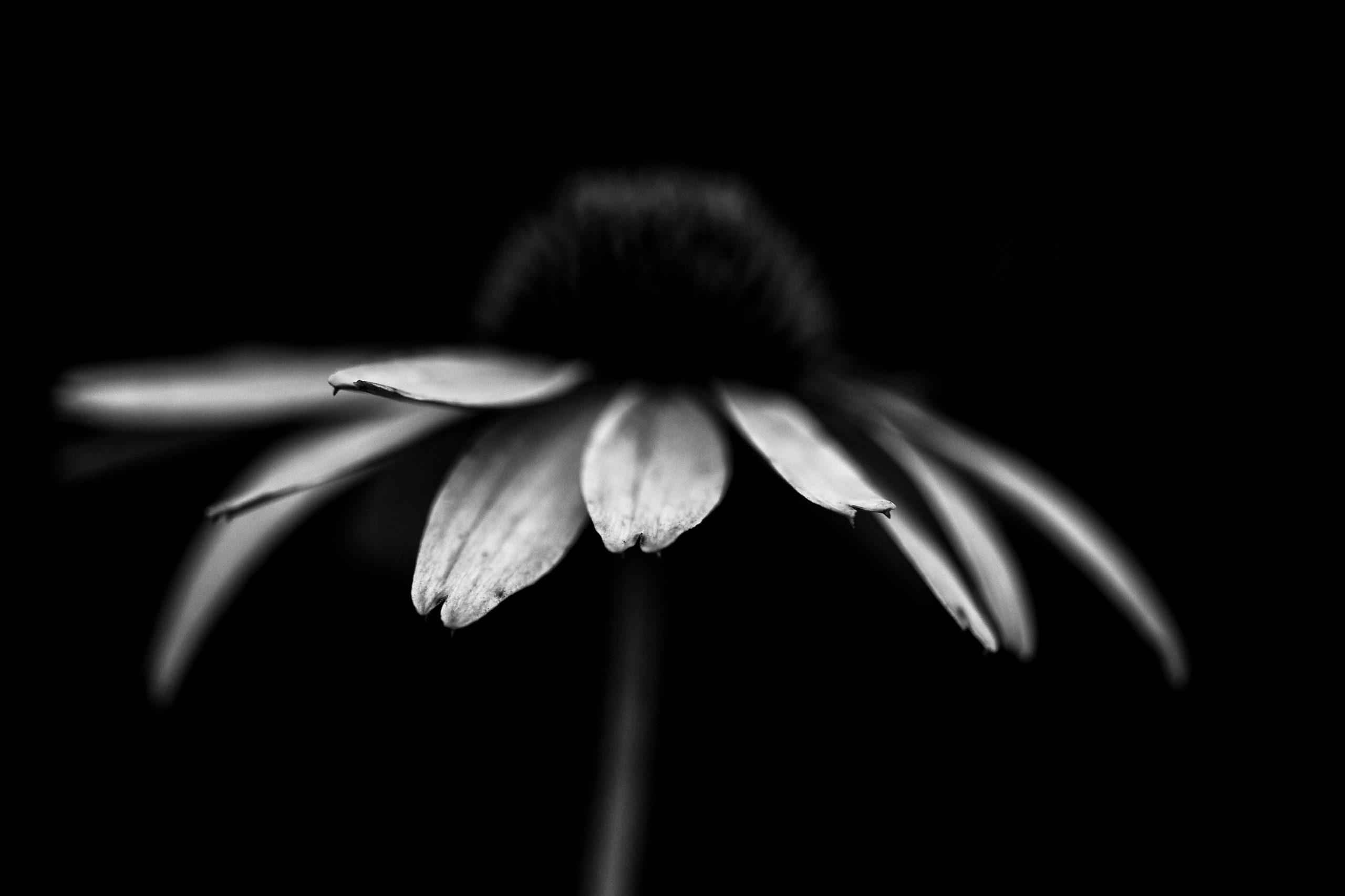 Low key black and white macro photograph of a purple coneflower