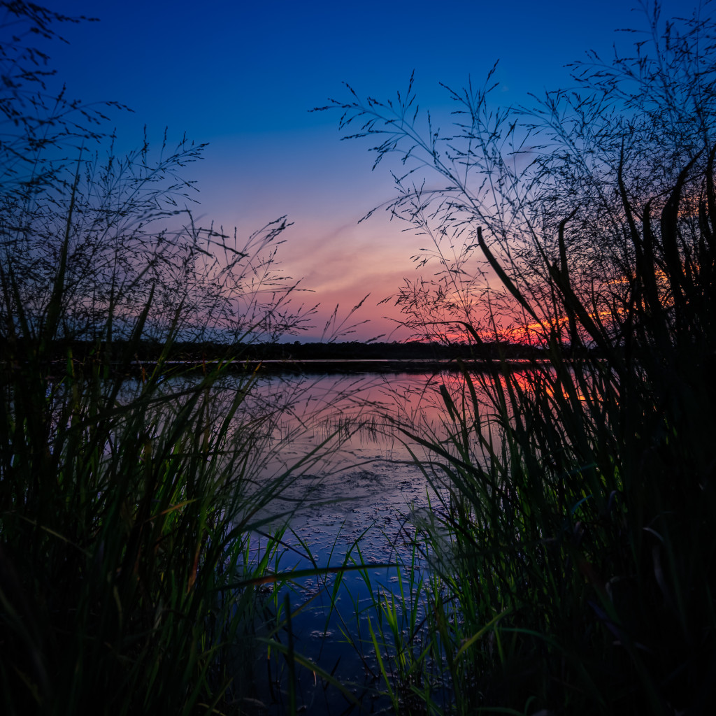 Square format HDR photograph of marsh grass and lake at blue hour