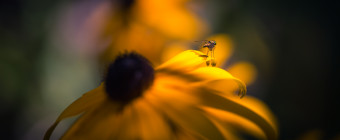 Low key macro photograph of a fly atop a Black-eyed Susan
