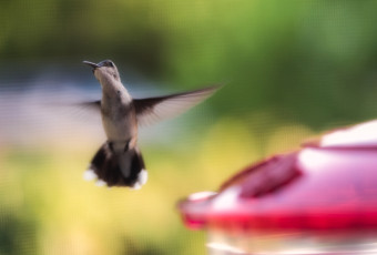 Macro photograph of a hummingbird mid flight approaching a feeder
