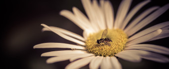 Low key cross processed macro photograph of an insect atop a daisy