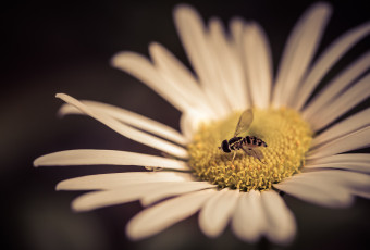 Low key cross processed macro photograph of an insect atop a daisy