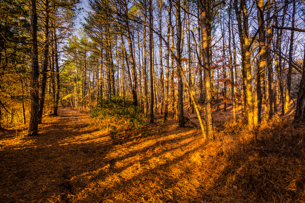 Wide angle landscape photograph of the Pinelands forest casting leading lines shadows during golden hour