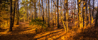 Wide angle landscape photograph of the Pinelands forest casting leading lines shadows during golden hour