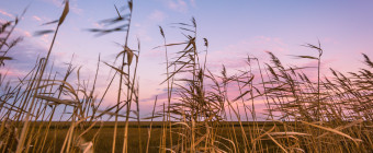 Wide angle landscape photograph of phragmites and salt marsh at sunset