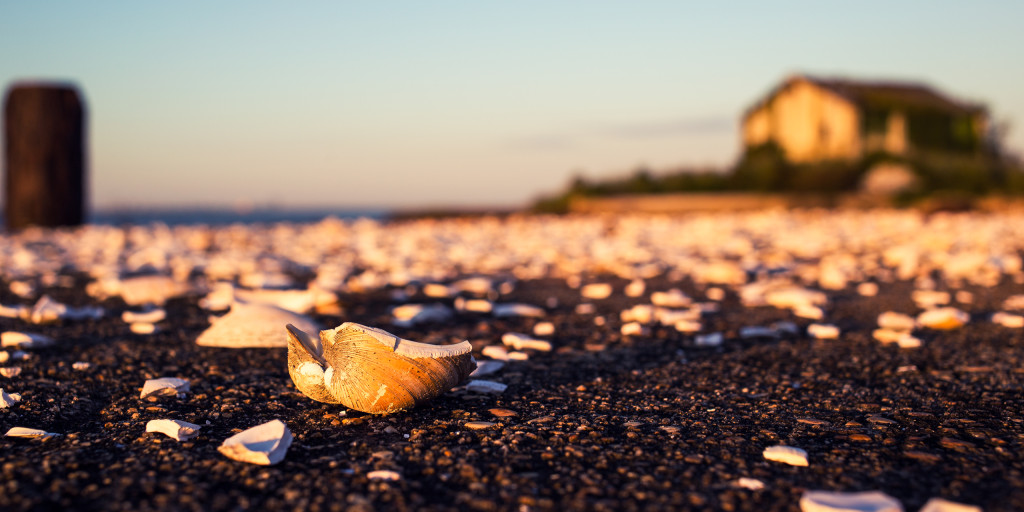 Photograph of broken seashells on a pier at the Crab Island Fish Factory