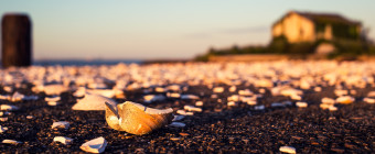 Photograph of broken seashells on a pier at the Crab Island Fish Factory