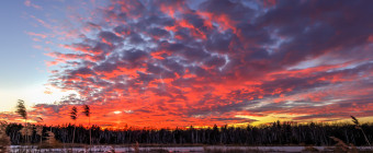 Vertical orientation photograph of an explosive sunset over frozen marsh and phragmites