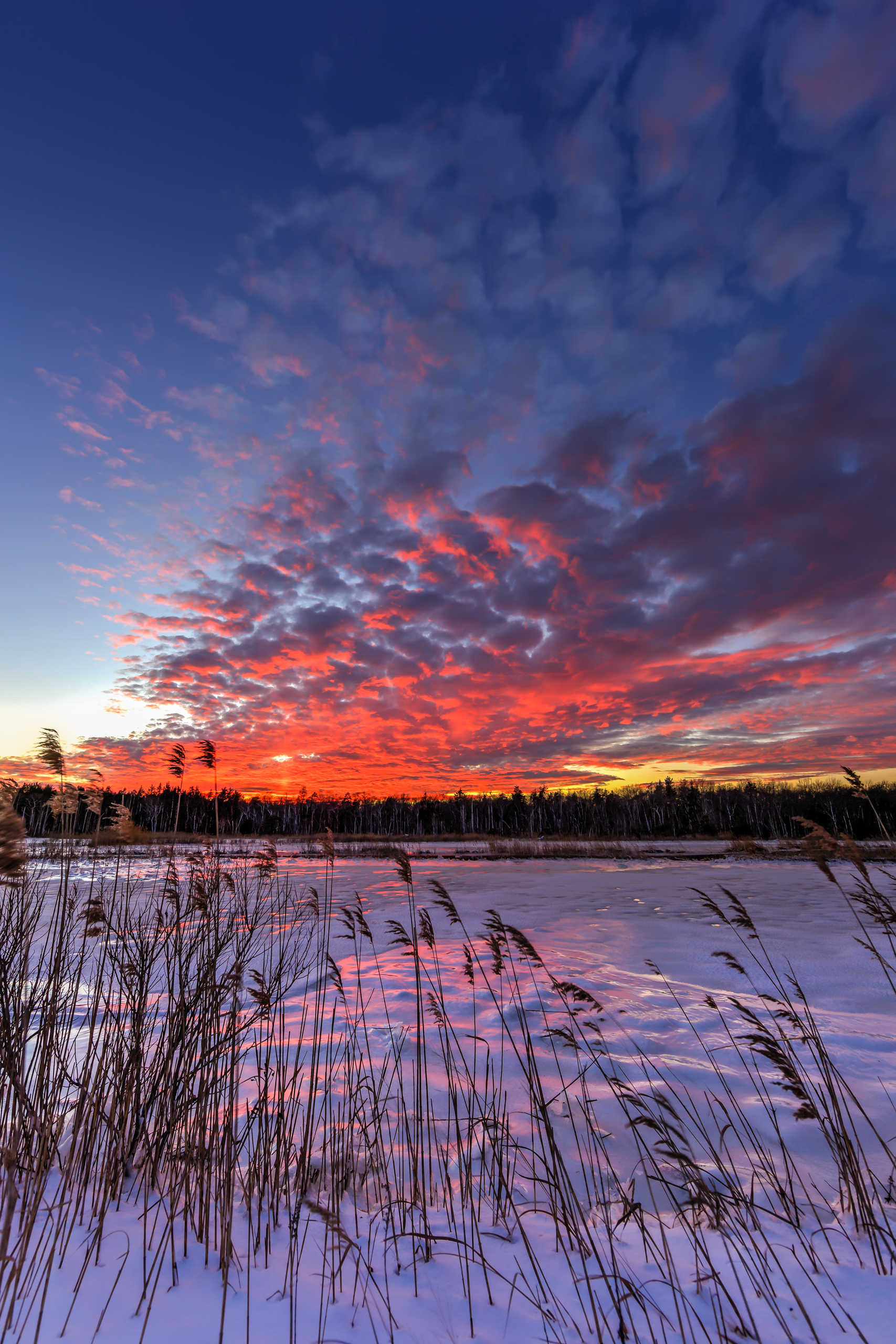 Vertical orientation photograph of an explosive sunset over frozen marsh and phragmites