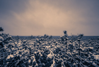 Monochrome photograph of light snow covered pygmy pines of the New Jersey Pinelands