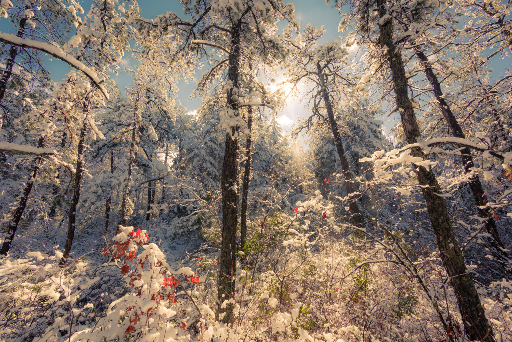 High key landscape snow photography of the New Jersey Pinelands